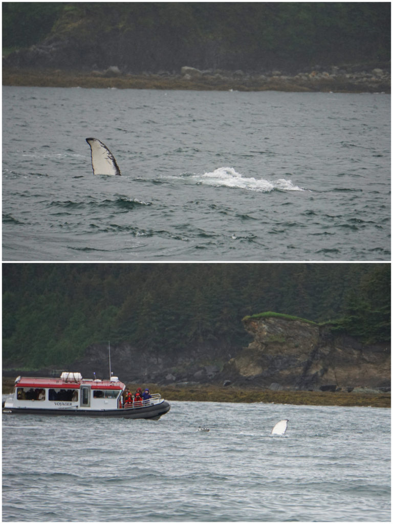 luxury whale watching in Juneau Alaska