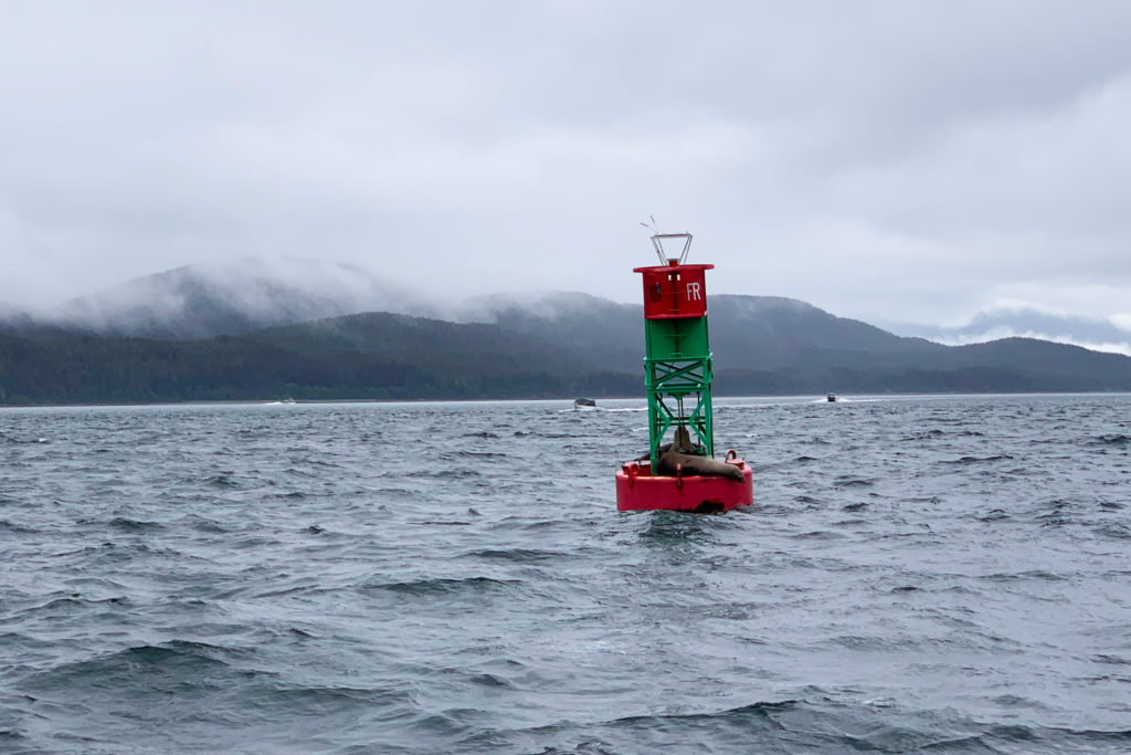 best whale watching juneau