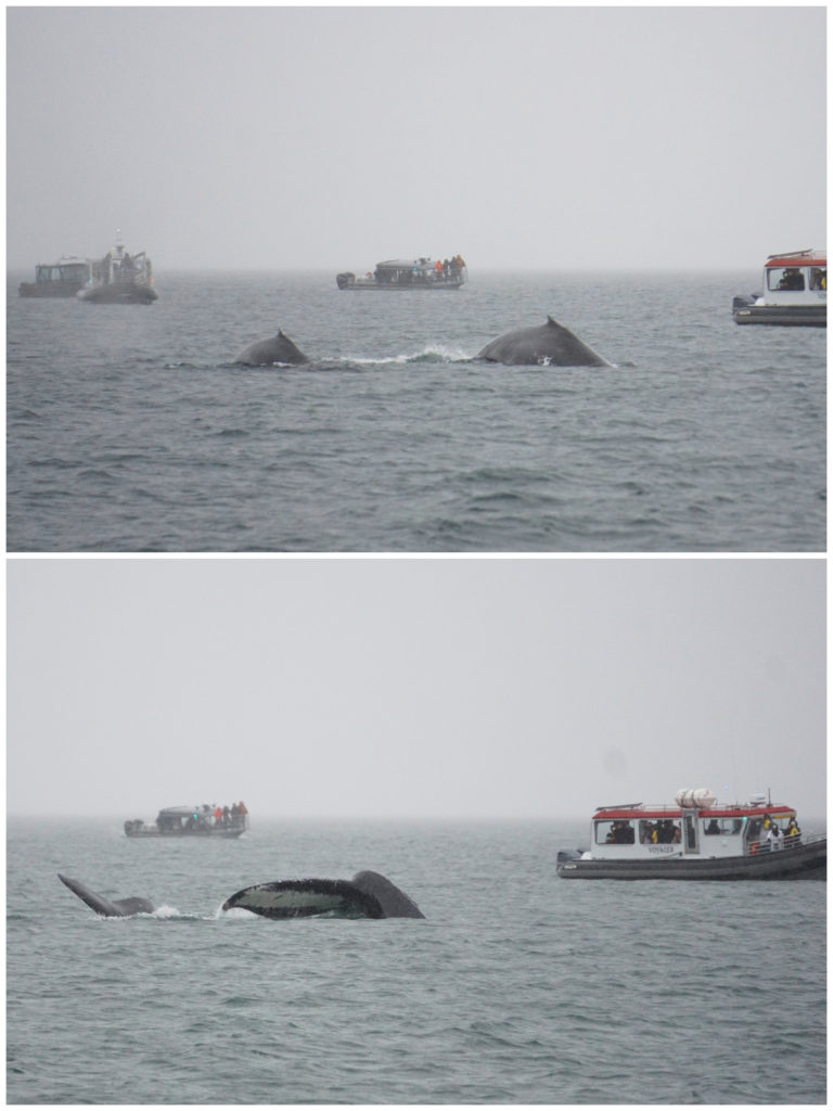 best whale watching juneau