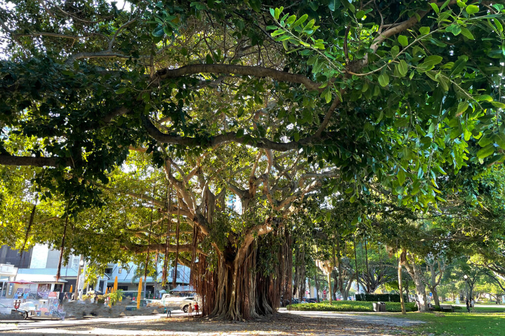 Trophy trees are the hot new 2021 design element in luxury architecture and homes, inspiring residential real estate for the wealthy