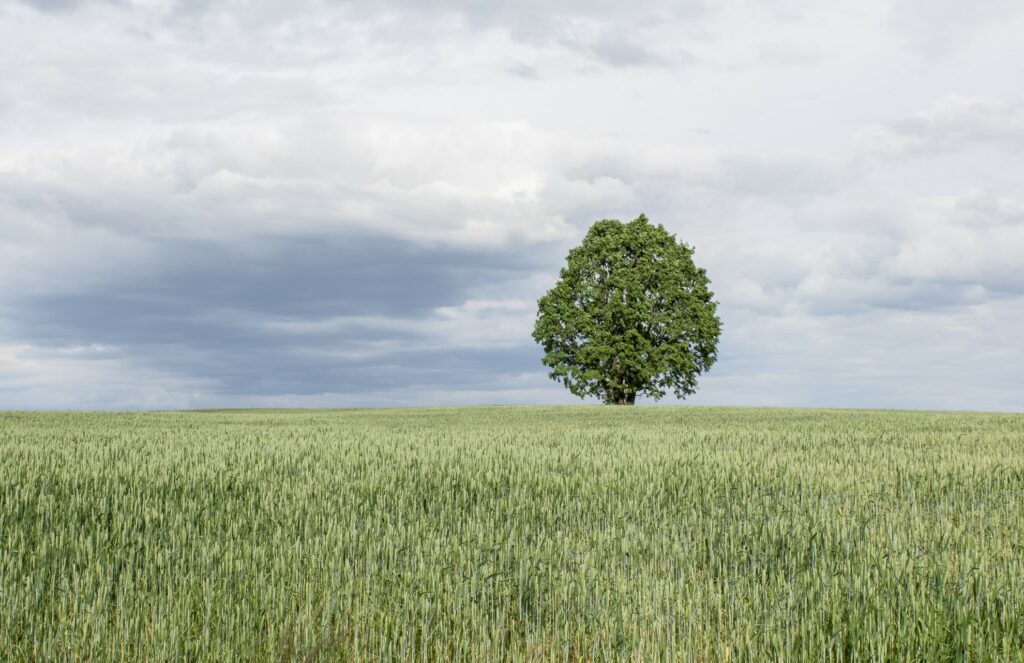 Trophy trees are the hot new 2021 design element in luxury architecture and homes, inspiring residential real estate for the wealthy