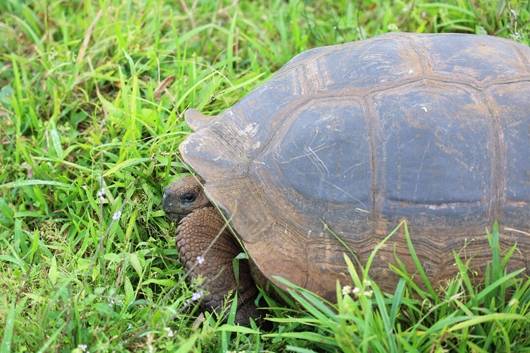 Best Place to See the Famous Giant Tortoises of Galapagos - Dandelion ...