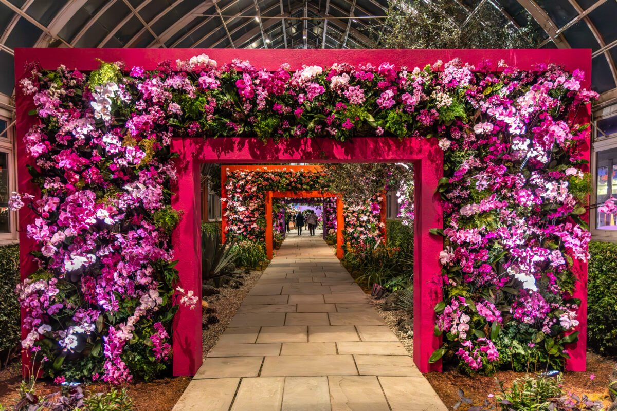 New York Botanical Garden Orchid Show 2025